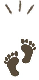 たくさん歩こう！